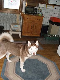 Siberian Husky Pictures 658