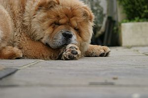 Chow Chow Pictures 730
