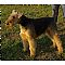 Airedale Terrier Pictures 0