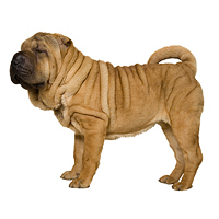 Chinese Shar-Pei Picture