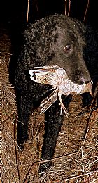 Curly-Coated Retriever Pictures 632