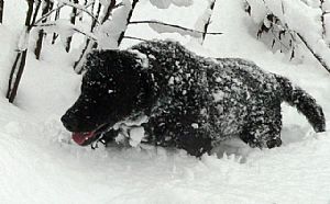 Curly-Coated Retriever Pictures 633