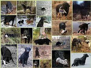 Curly-Coated Retriever Pictures 634