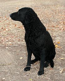 Curly-Coated Retriever Pictures 635