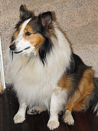 Shetland Sheepdog Pictures 636