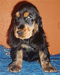 English Cocker Spaniel Pictures 648