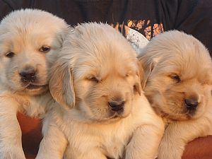 Golden Retriever Pictures 653