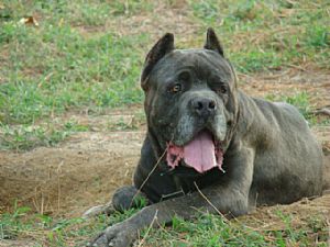 Cane Corso Pictures 659