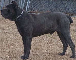 Cane Corso Pictures 660