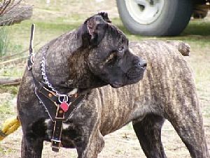 Cane Corso Pictures 662