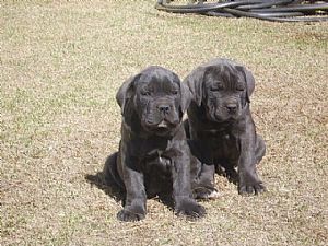 Cane Corso Pictures 663