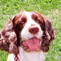 English Springer Spaniel Pictures 667