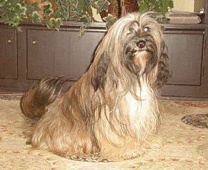 Tibetan Terrier Pictures 669