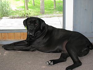 Cane Corso Pictures 672