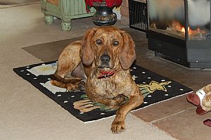 Plott Hound Pictures 673