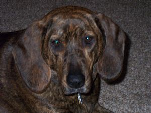 Plott Hound Pictures 674