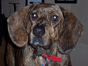 Plott Hound Pictures 675