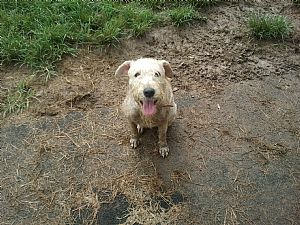 Soft Coated Wheaten Terrier Pictures 681