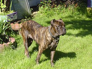 Cane Corso Pictures 685