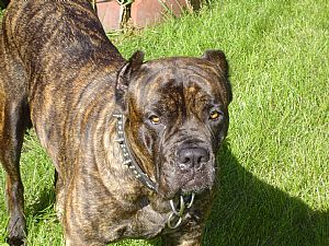 Cane Corso Pictures 686