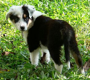 Border Collie Pictures 688