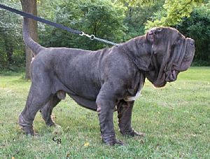 Neapolitan Mastiff Pictures 695