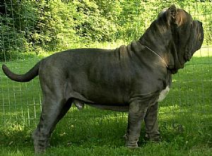 Neapolitan Mastiff Pictures 697