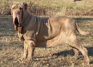 Neapolitan Mastiff Pictures 698