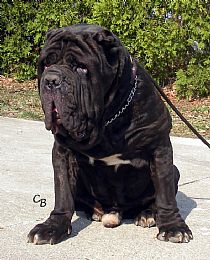 Neapolitan Mastiff Pictures 699