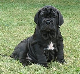 Neapolitan Mastiff Pictures 700