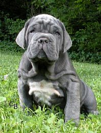 Neapolitan Mastiff Pictures 701