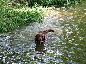 Chesapeake Bay Retriever Pictures 702