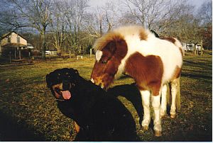 Rottweiler Pictures 704