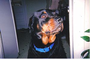 Rottweiler Pictures 706