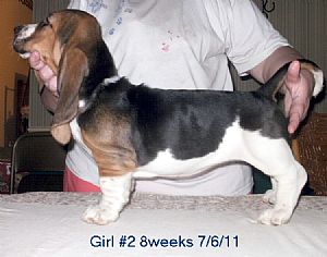 Basset Hound Pictures 710