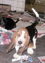 Basset Hound Pictures 711