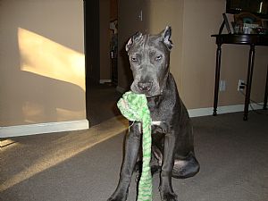 Cane Corso Pictures 714