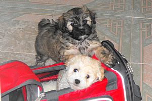 Havanese Pictures 716