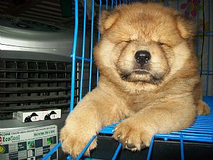 Chow Chow Pictures 718