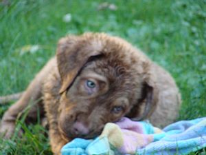 Chesapeake Bay Retriever Pictures 722