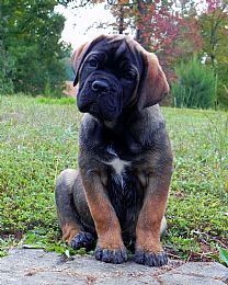 Cane Corso Pictures 727