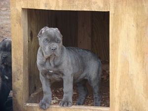 Cane Corso Pictures 739