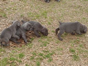 Cane Corso Pictures 740