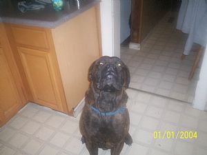 Bullmastiff Pictures 746