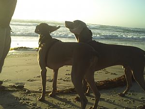 Weimaraner Pictures 749