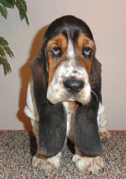 Basset Hound Pictures 750