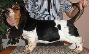 Basset Hound Pictures 751