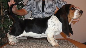 Basset Hound Pictures 753