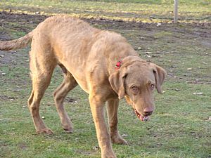 Chesapeake Bay Retriever Pictures 755