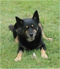 Australian Kelpie Pictures 760